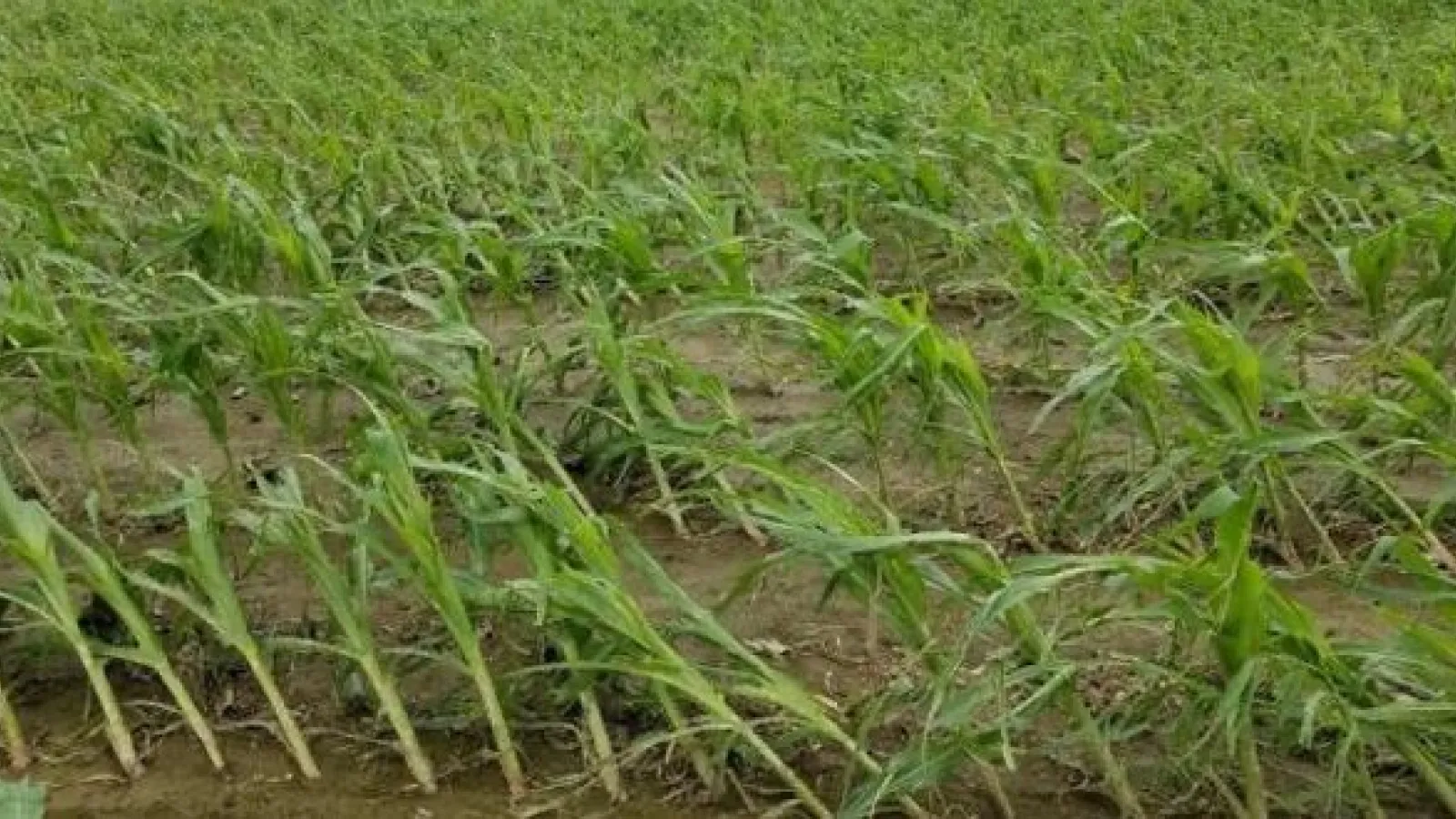 Lodged Corn