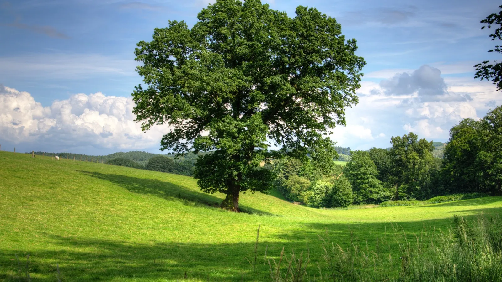 Green landscape of trees, rolling grassy hill under blue skies and white clouds