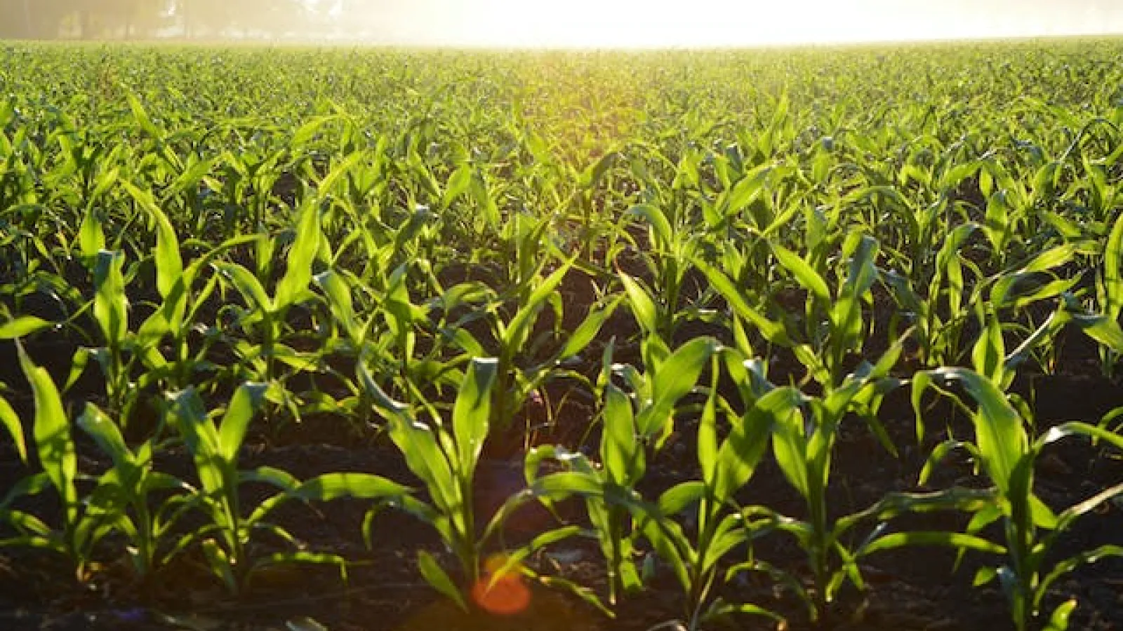 Corn field in the sunlight.
