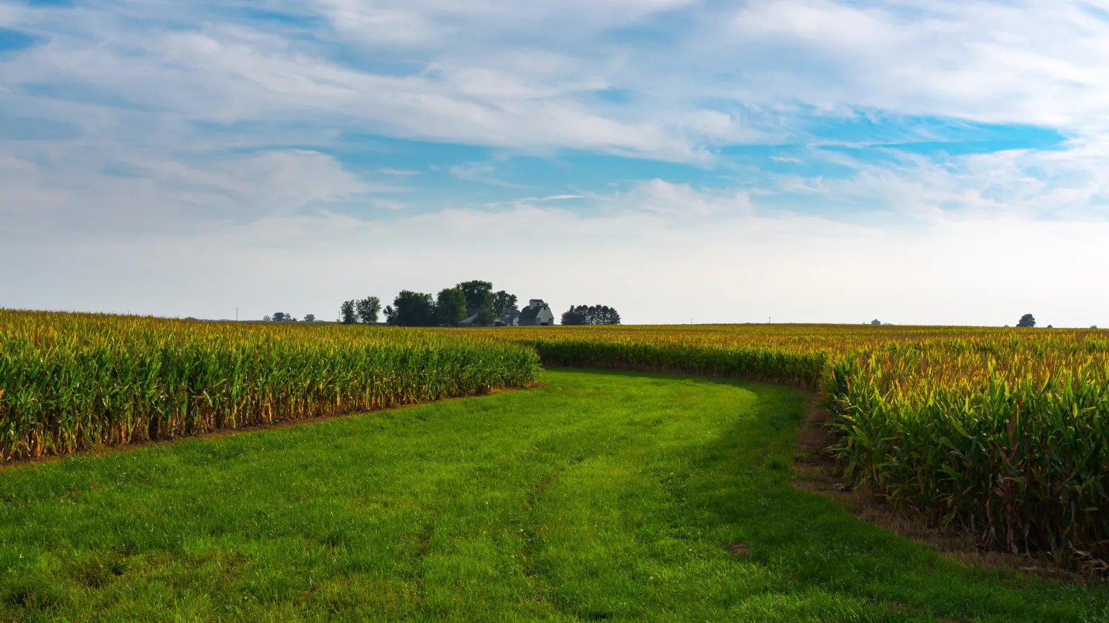 corn field 