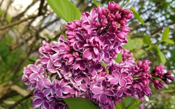 A cluster of pink flowers on a stem outdoors with leaves and branches in the background.